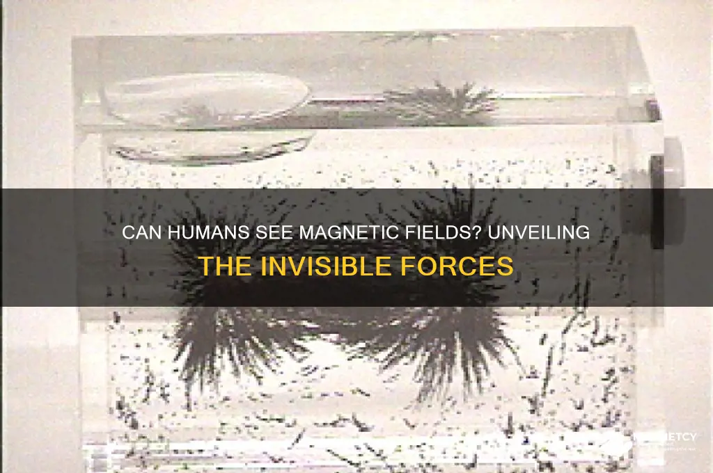 can magnetic fields be seen by the human eye