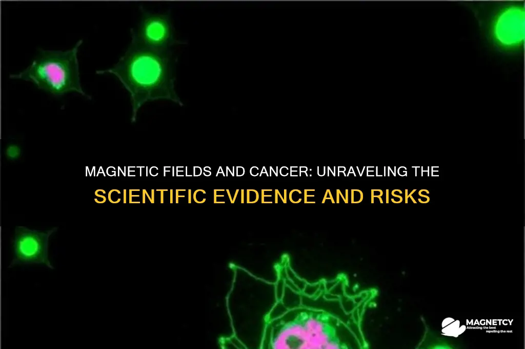 can magnetic fields cause cancer