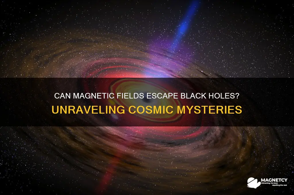 can magnetic fields escape a black hole