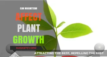 Magnetism's Impact on Plant Growth: Unveiling Nature's Hidden Forces
