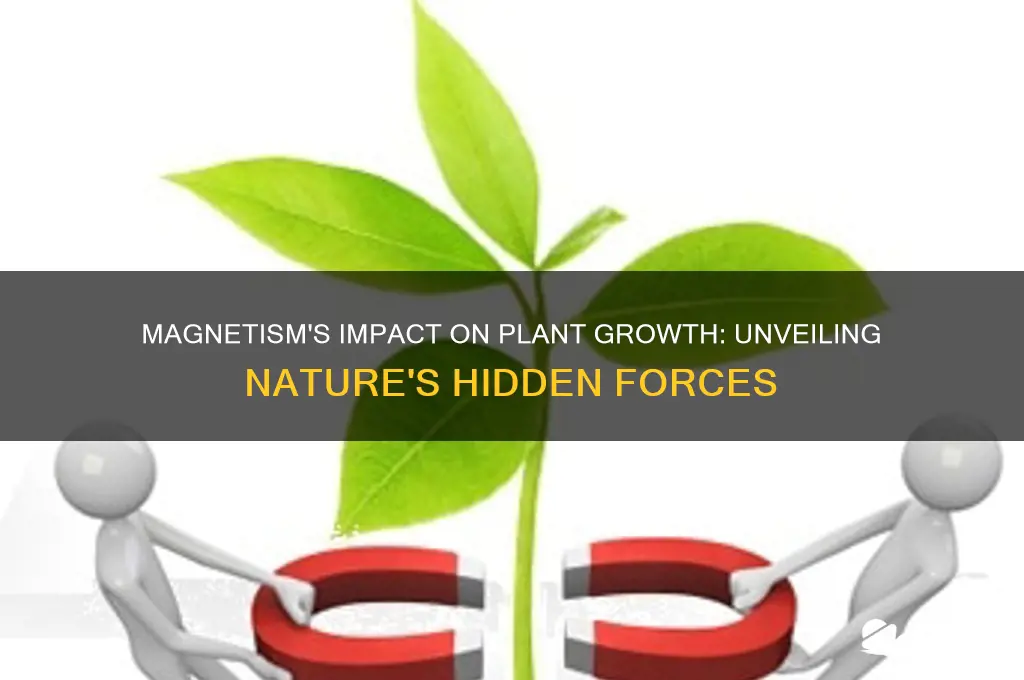 can magnetism affect plant growth