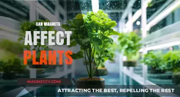 Magnetic Fields and Plant Growth: Unveiling the Surprising Connection
