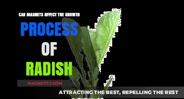 Magnetic Fields and Radish Growth: Unveiling the Surprising Connection