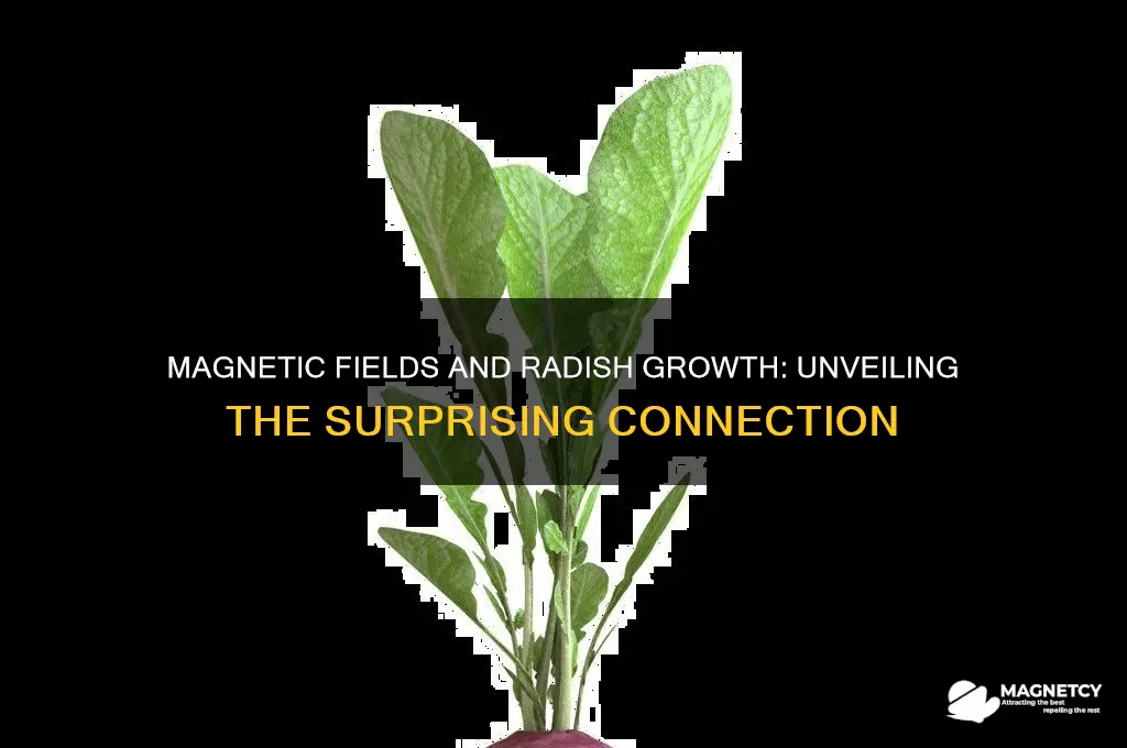 can magnets affect the growth process of radish