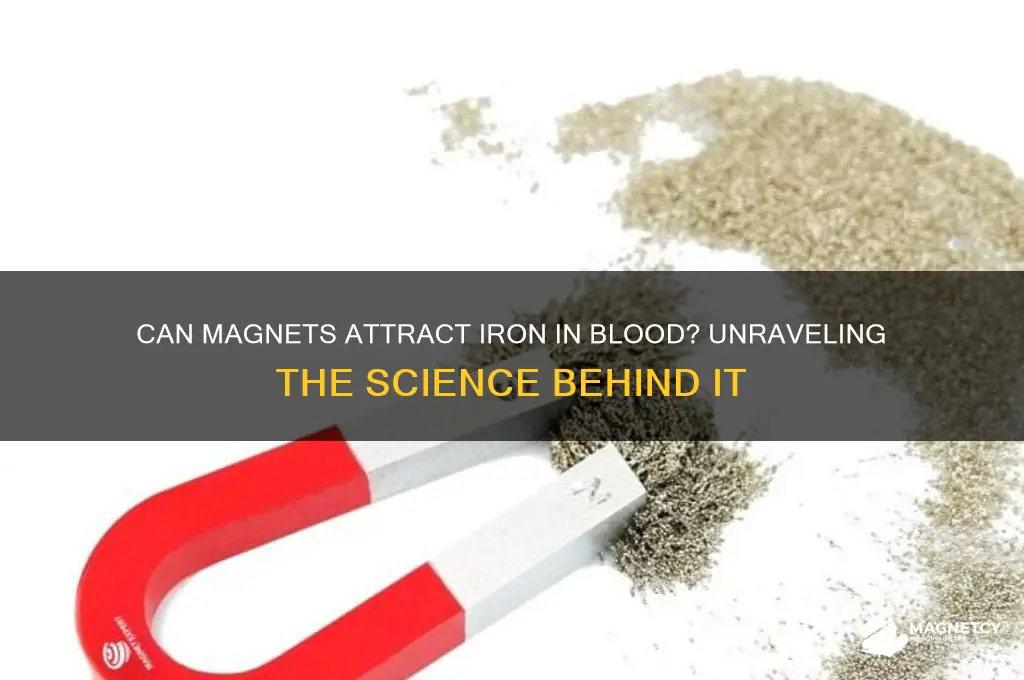 can magnets attract iron in blood