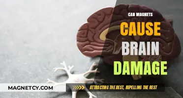 Magnets and Brain Health: Debunking Myths About Potential Damage