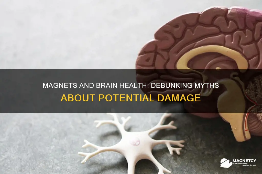 can magnets cause brain damage