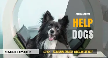 Magnetic Therapy for Dogs: Benefits, Safety, and Effectiveness Explored