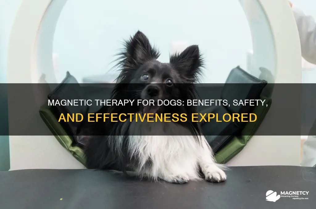 can magnets help dogs