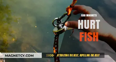 Can Magnets Harm Fish? Exploring Aquatic Safety and Myths