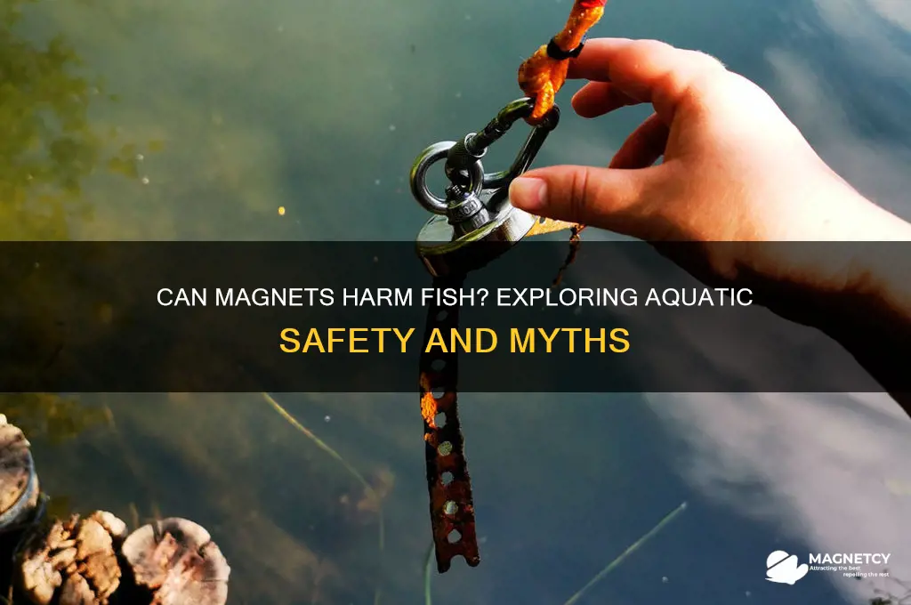 can magnets hurt fish