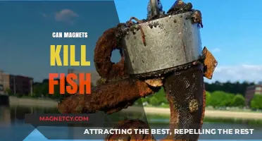 Can Magnets Harm Fish? Exploring the Science Behind the Myth