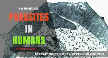Magnetic Therapy: Can Magnets Effectively Eliminate Human Parasites?