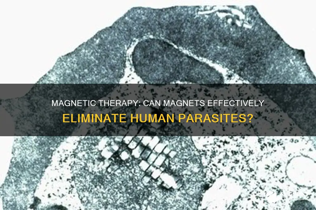 can magnets kill parasites in humans