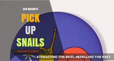 Do Magnets Attract Snails? Unraveling the Myth and Science