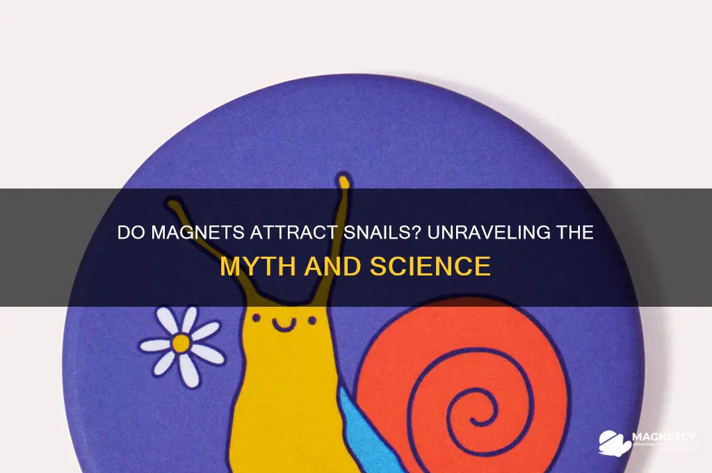 can magnets pick up snails