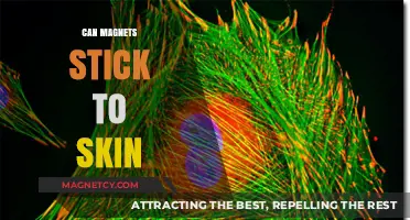 Can Magnets Stick to Skin? Unraveling the Myth and Science