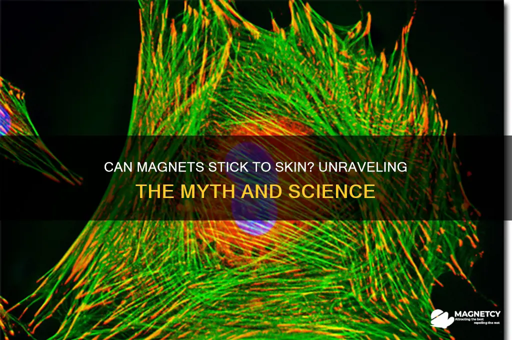 can magnets stick to skin