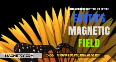 Monarch Butterflies' Magnetic Sense: Navigating Earth's Field Unveiled