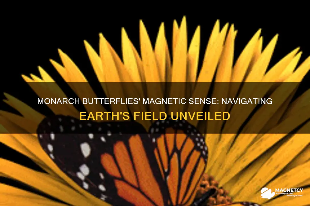 can monarch butterflies detect earth