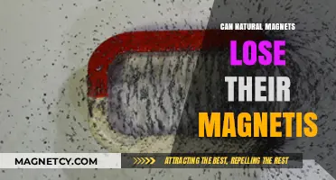 Do Natural Magnets Lose Their Magnetism Over Time?