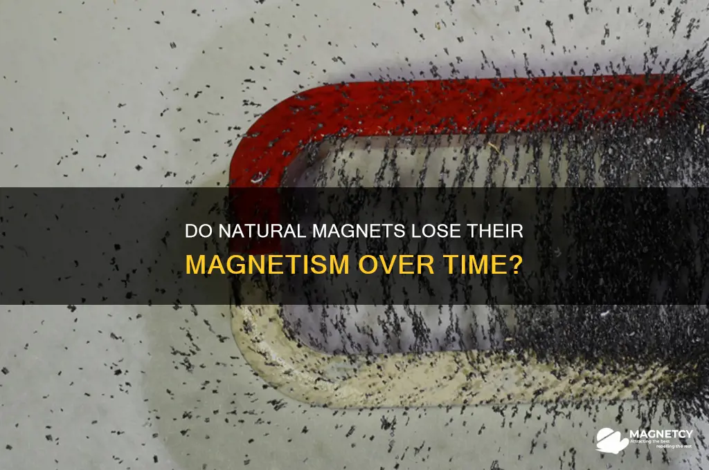 can natural magnets lose their magnetism
