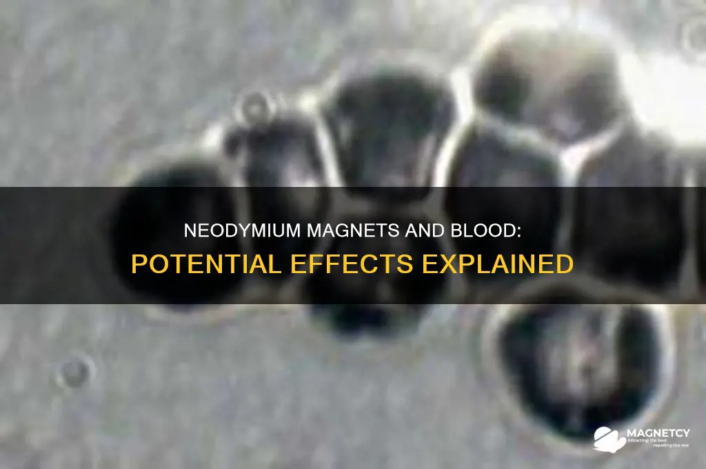 can neodymium magnets affect blood