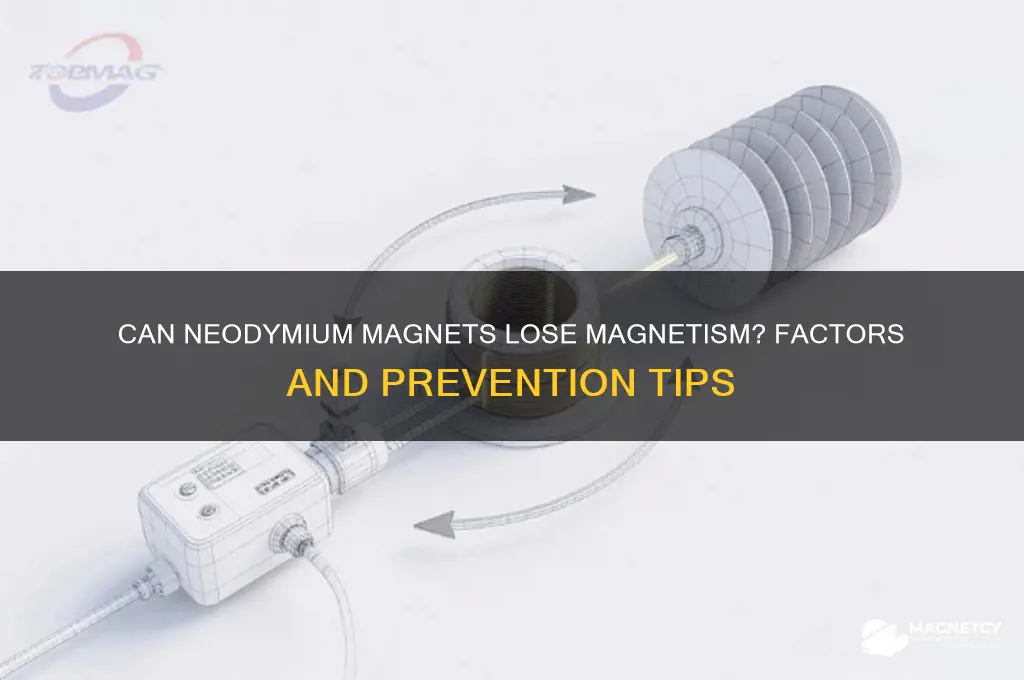 can neodymium magnets lose magnetism