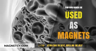 Can Our Hands Act as Magnets? Exploring Human Bio-Magnetic Potential