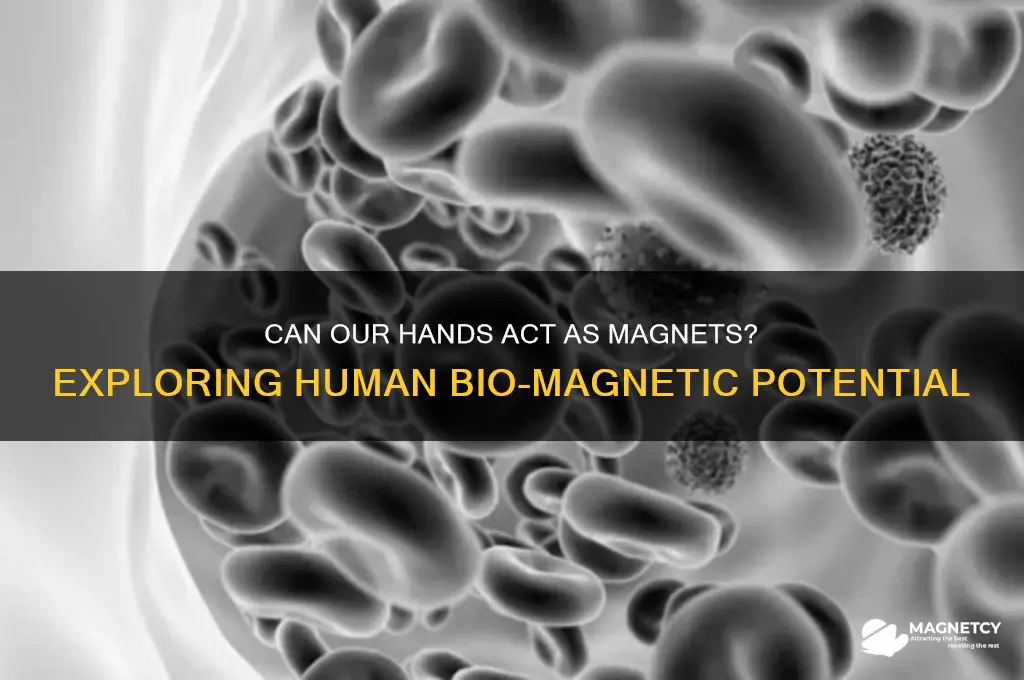 can our hands be used as magnets