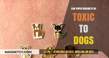 Are Paper Magnets Toxic to Dogs? A Pet Safety Guide