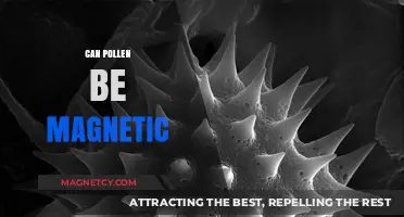 Is Pollen Magnetic? Unveiling the Surprising Science Behind Nature's Allergen