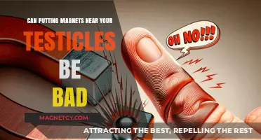 Magnets Near Testicles: Potential Risks and Health Concerns Explained