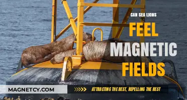 Do Sea Lions Sense Earth's Magnetic Fields for Navigation?