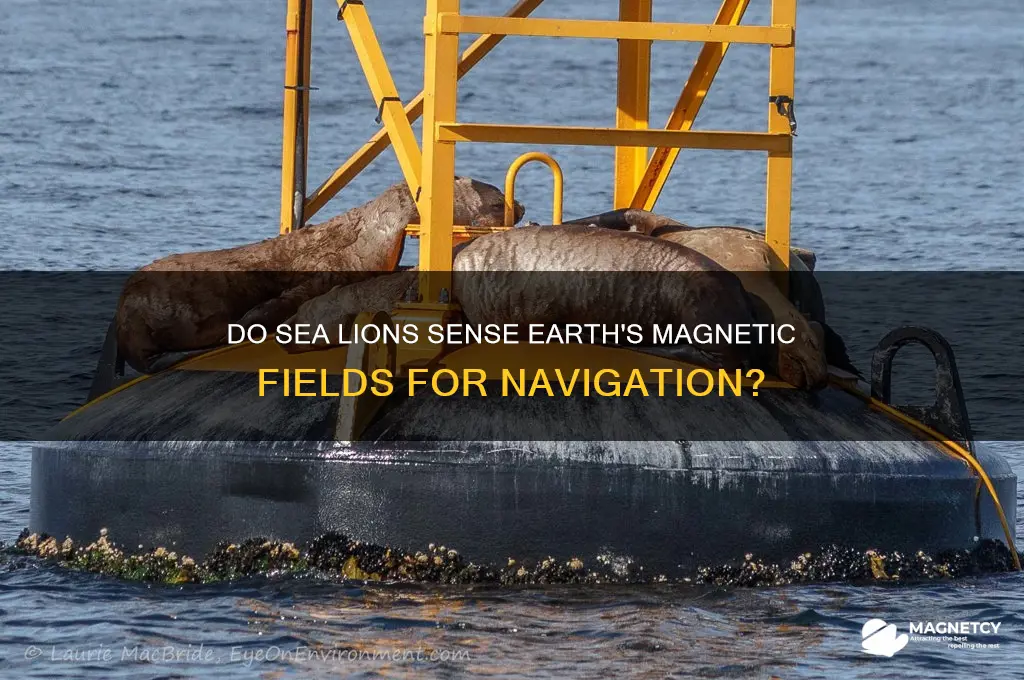 can sea lions feel magnetic fields