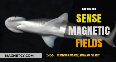 Sharks' Magnetic Sense: Unveiling Their Navigation Secrets and Abilities