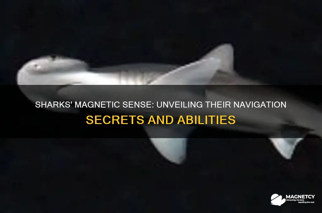can sharks sense magnetic fields