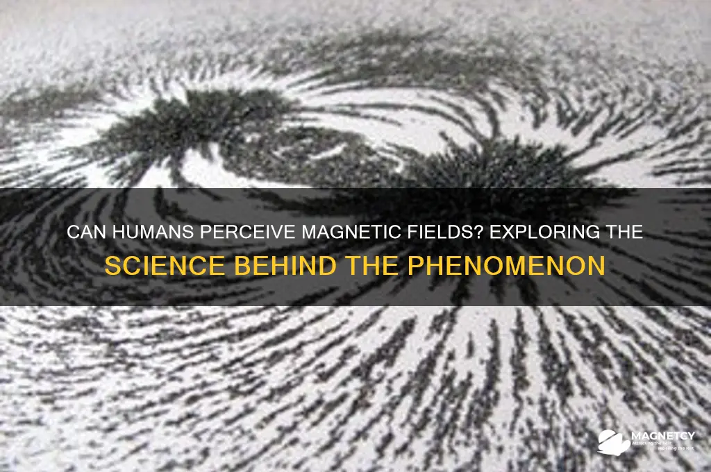 can some people see magnetic fields