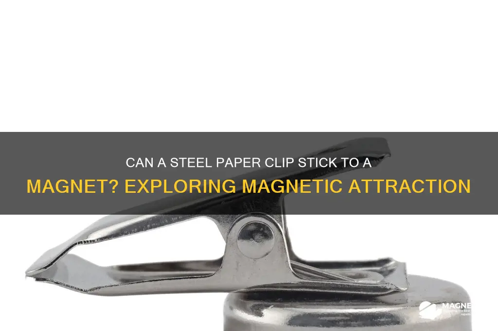 can steel paper clip attached to a magnet