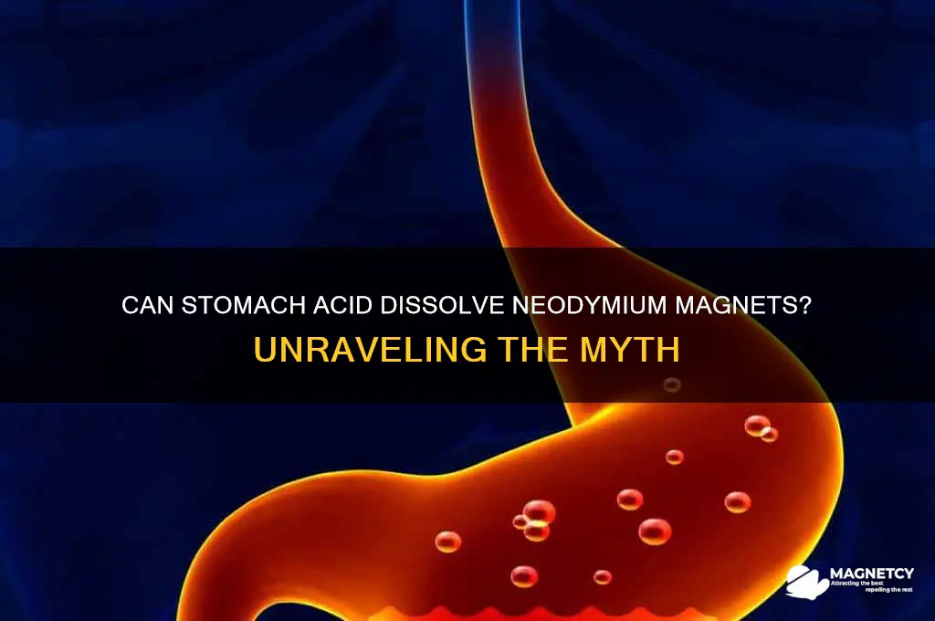 can stomach acid dissolve neodymium magnets