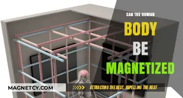 Can Humans Become Magnetic? Exploring Body Magnetization Possibilities