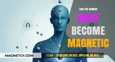 Can Humans Become Magnetic? Exploring the Science Behind Bio-Magnetism