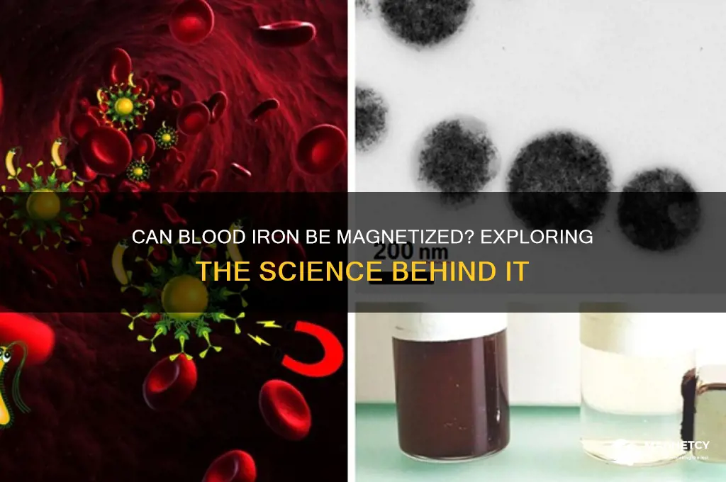can the iron in blood be magnetized