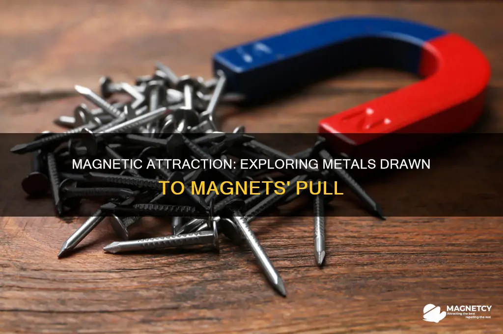 can the magnet attract the metals