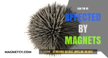 Exploring the Magnetic Properties of Tin: Facts and Myths