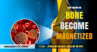 Exploring the Magnetic Properties of Biological Tissues and Bones