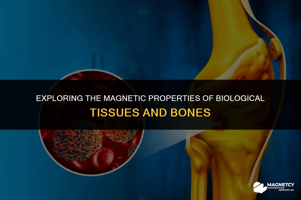 can tissue or bone become magnetized