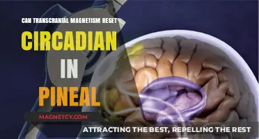 Exploring the Potential of Transcranial Magnetism to Reset Circadian Rhythms in the Pineal Gland