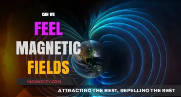 Exploring the Invisible: Can Humans Truly Feel Magnetic Fields?