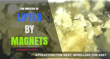 Magnetic Marvels: Unveiling the Truth About Wheaties and Magnets